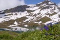 Spring alpine flowers with mountains in the blurred background.