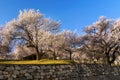 spring photography of cherry blossom , landscape with spring trees and colorful roof tops Royalty Free Stock Photo
