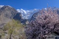 spring photography of cherry blossom , landscape with spring trees and colorful roof tops Royalty Free Stock Photo