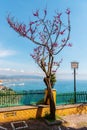 Spring on the Amalfi coast of Italy. Cherry blossoms Royalty Free Stock Photo