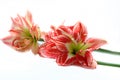 Spring Amaryllis