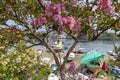 Spring in Amasra and Colorful New Blooming Flowers