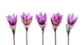 Spring anemone flowers isolated