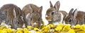 Cute rabbits - spring animals