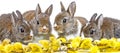 Cute rabbits - spring animals