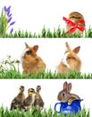 Spring animals and easter eggs