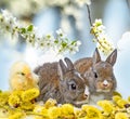 Spring animals - rabbits and chicken