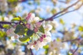 Spring apple blossom branch in sun rays