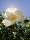 Spring Apple blossom