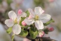 Spring apple blossom, macro photo. Pink apple flowers, buds of and green leaves on a tree branch, selective focus Royalty Free Stock Photo