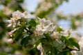 Spring apple blossom tree Royalty Free Stock Photo