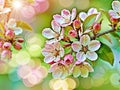 Spring Apple blossoms