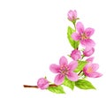 Spring apple branch. Pink flowers corner ornament. Watercolor clipart for greeting card or invitation