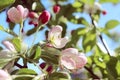 Spring apple flowers