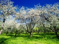 Spring in apple garden