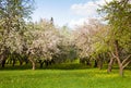 Spring apple garden with blossom apple trees Royalty Free Stock Photo