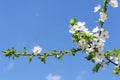 Spring apple tree