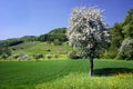 Spring apple-tree Royalty Free Stock Photo