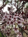 White apples are in bloom.