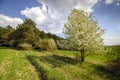 Spring apple tree in bloosom on green meadow under the blue sky