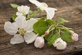 Spring apple tree blossom on rustic wooden background. Mother's Royalty Free Stock Photo