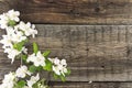 Spring apple tree blossom on rustic wooden background