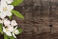 Spring apple tree blossom on rustic wooden background with space Royalty Free Stock Photo