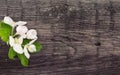 Spring apple tree blossom on rustic wooden background with space Royalty Free Stock Photo