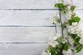 Spring apple tree blossom on rustic wooden background with space Royalty Free Stock Photo