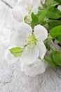 Spring apple tree blossom on rustic wooden background with space Royalty Free Stock Photo