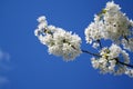 Spring. Apple tree branch with flowers