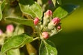 Spring apple tree buds