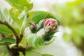 Spring apple tree flower bud green sunny leaf background Royalty Free Stock Photo