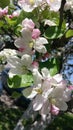 Spring apple tree flowers in bloom