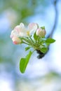 Spring apple tree inflorescence close-up