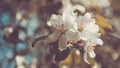 Spring Apple Tree,White Flowers, Pastel Toning