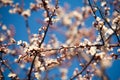 Spring. apple Trees in Blossom. flowers of apple. white blooms of blossoming tree close up. Beautiful spring apricot tree with whi Royalty Free Stock Photo