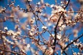 Spring. apple Trees in Blossom. flowers of apple. white blooms of blossoming tree close up. Beautiful spring apricot tree with whi Royalty Free Stock Photo