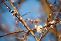 Spring. apple Trees in Blossom. flowers of apple. white blooms of blossoming tree close up. Beautiful spring apricot tree with whi Royalty Free Stock Photo