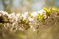Spring. apple Trees in Blossom. flowers of apple. white blooms of blossoming tree close up. Beautiful spring apricot tree with whi Royalty Free Stock Photo
