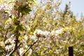 Spring. apple Trees in Blossom. flowers of apple. white blooms of blossoming tree close up. Beautiful spring apricot tree with whi Royalty Free Stock Photo