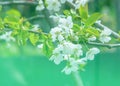 Spring. apple Trees in Blossom. flowers of apple. white blooms of blossoming tree close up. Beautiful spring blossom of apple cher Royalty Free Stock Photo