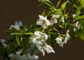 Flowers of apple Spring. apple Trees in Blossom. flowers of apple. white blooms of blossoming tree close up. Beautiful spring blos