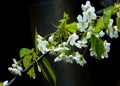 Flowers of apple Spring. apple Trees in Blossom. flowers of apple. white blooms of blossoming tree close up. Beautiful spring blos