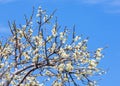 Flowers of apple Spring. apple Trees in Blossom. flowers of apple. white blooms of blossoming tree close up. Beautiful spring blos