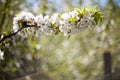 Spring. apple Trees in Blossom. flowers of apple. white blooms of blossoming tree close up. Beautiful spring apricot Royalty Free Stock Photo