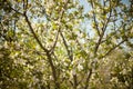 Spring. apple Trees in Blossom. flowers of apple. white blooms of blossoming tree close up. Beautiful spring apricot Royalty Free Stock Photo