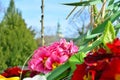 Spring april background with blooming primrose against blue sky Royalty Free Stock Photo