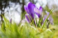 Spring April freshness Royalty Free Stock Photo