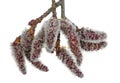 Spring April  twigs  with flowering buds wild aspen tree isolated macro Royalty Free Stock Photo